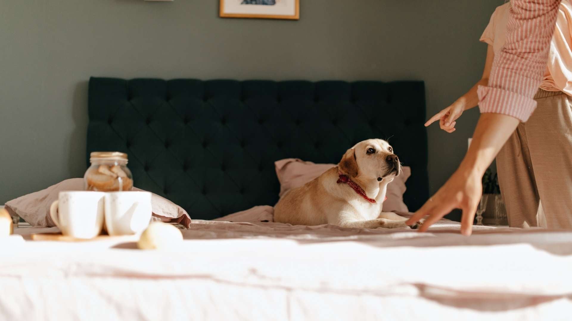 Perro con ansiedad por la cama